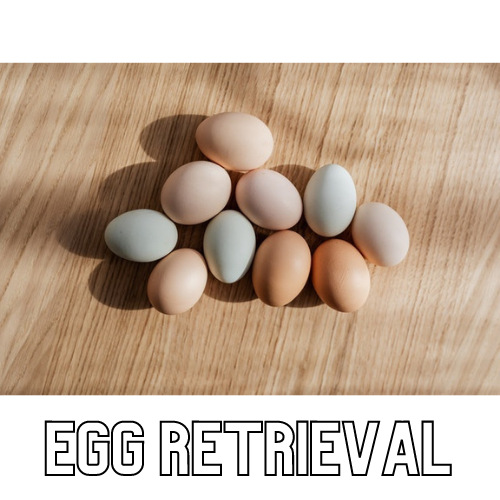 IVF Cycle Part Two: Egg Retrieval
