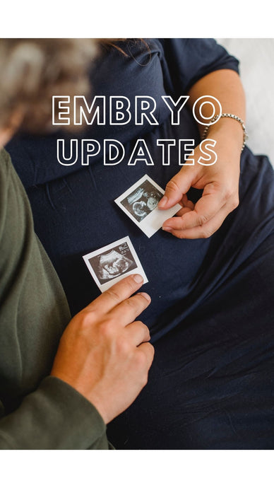 IVF Cycle Part Four: Embryo Updates